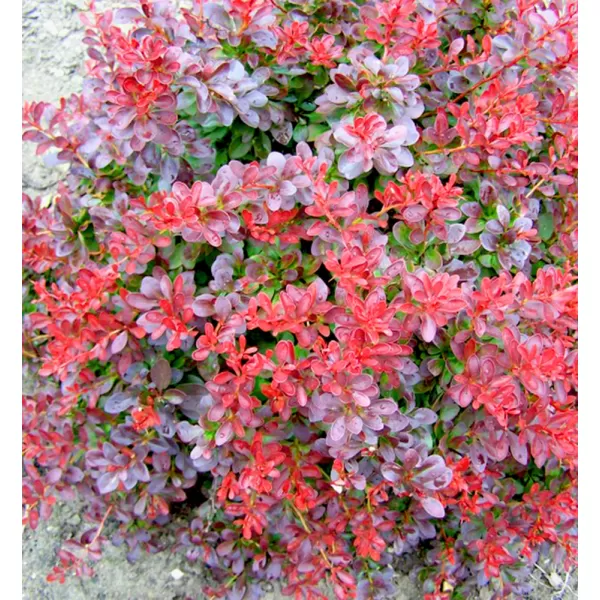 Berberis thunb.Atropurpurea Nana 30-40 VKR4L