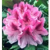 Rhododendron (T) 'Cosmopolitan' 30-40 C5L