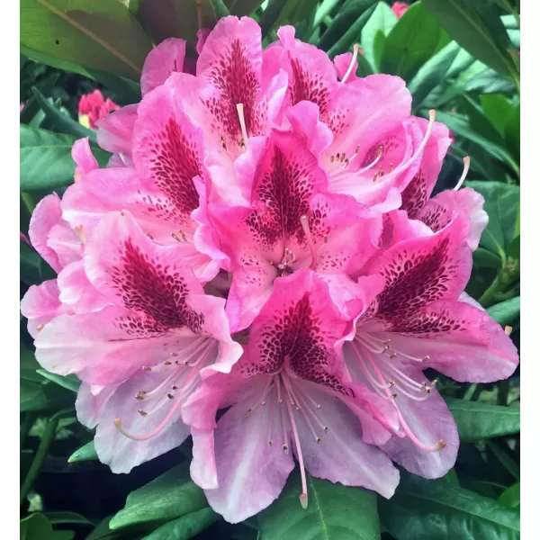 Rhododendron (T) 'Cosmopolitan' 30-40 C5L