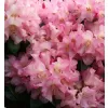 Rhododendron (T) 'Virginia Richard' 030-040 C5L