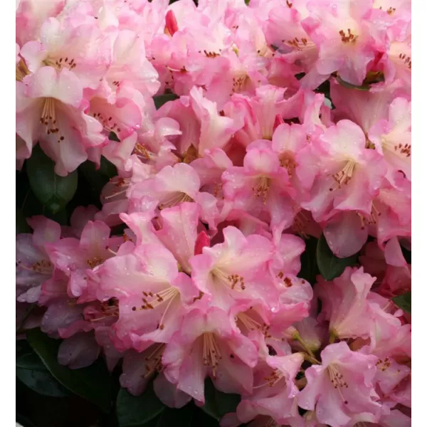 Rhododendron (T) 'Virginia Richard' 030-040 C5L