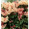 Rhododendron (T) 'Virginia Richard' 030-040 C5L