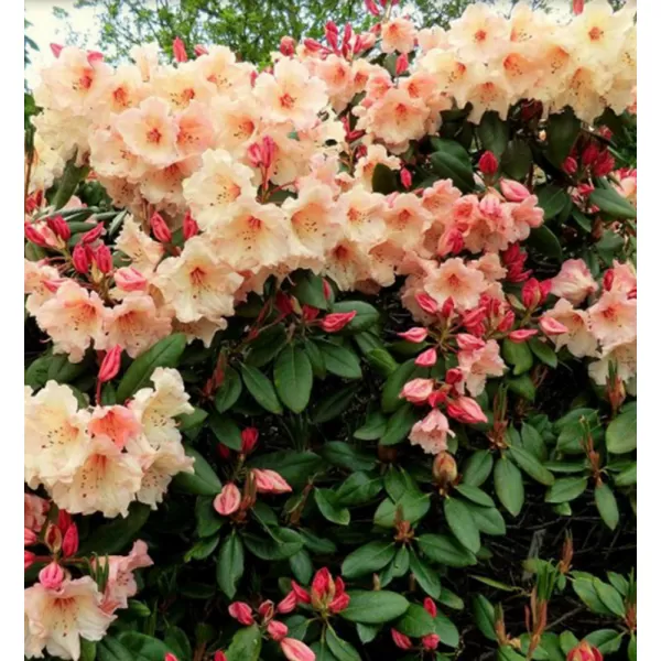 Rhododendron (T) 'Virginia Richard' 030-040 C5L