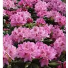 Rhododendron (T) 'Cosmopolitan' 30-40 C5L