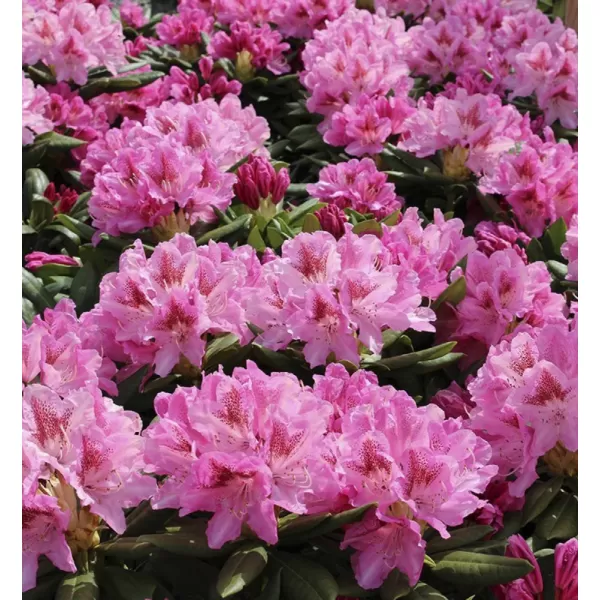 Rhododendron (T) 'Cosmopolitan' 30-40 C5L