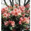 Rhododendron (T) 'Virginia Richard' 030-040 C5L