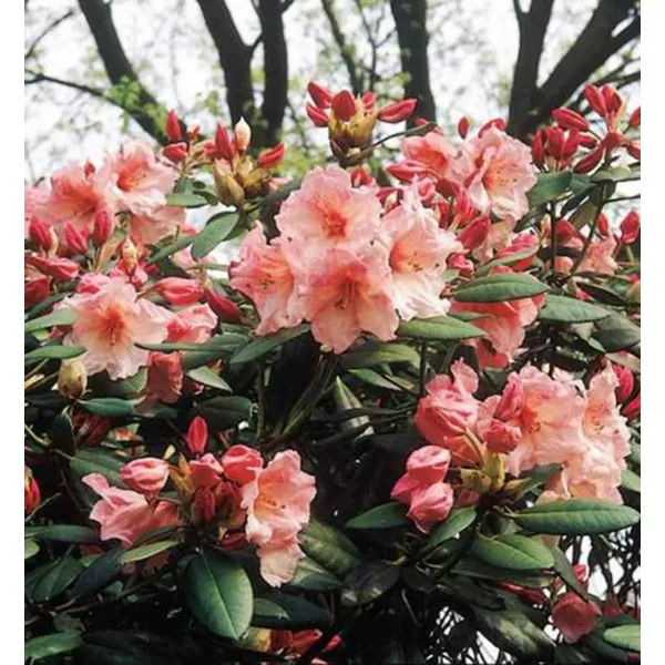 Rhododendron (T) 'Virginia Richard' 030-040 C5L