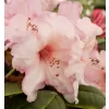 Rhododendron (T) 'Virginia Richard' 030-040 C5L