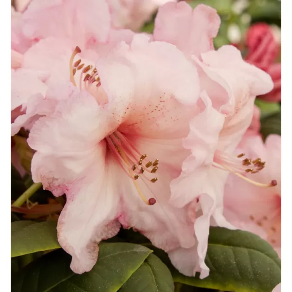 Rhododendron (T) 'Virginia Richard' 030-040 C5L