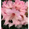 Rhododendron (T) 'Virginia Richard' 030-040 C5L