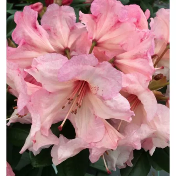 Rhododendron (T) 'Virginia Richard' 030-040 C5L
