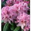 Rhododendron (T) 'Cosmopolitan' 30-40 C5L