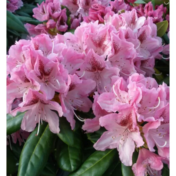 Rhododendron (T) 'Cosmopolitan' 30-40 C5L