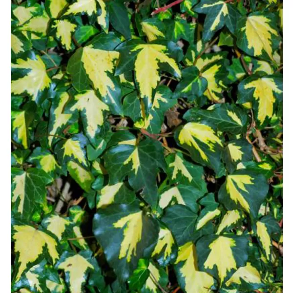 Hedera helix Goldheart 40-60 RP2L
