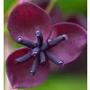 Akebia quinata 40/+ RP2L
