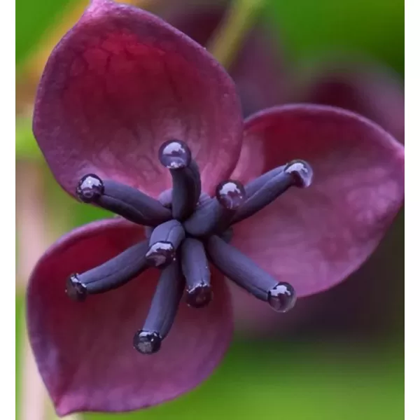 Akebia quinata 40/+ RP2L