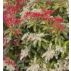 Pieris japonica 'Mountain Fire' 20-30 VKR3L