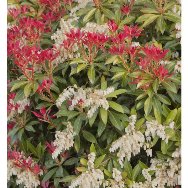 Pieris japonica 'Mountain Fire' 20-30 VKR3L