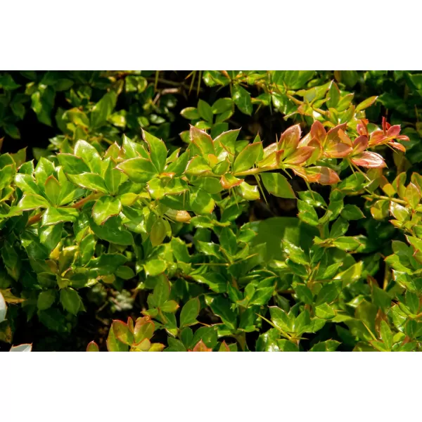 Berberis verruculosa 20-30 C2L