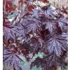 Acer plat. Crimson Sentry km920 C 7,5L
