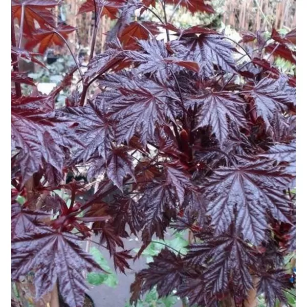 Acer plat. Crimson Sentry km920 C 7,5L