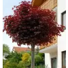 Acer plat. Crimson Sentry km920 C 7,5L