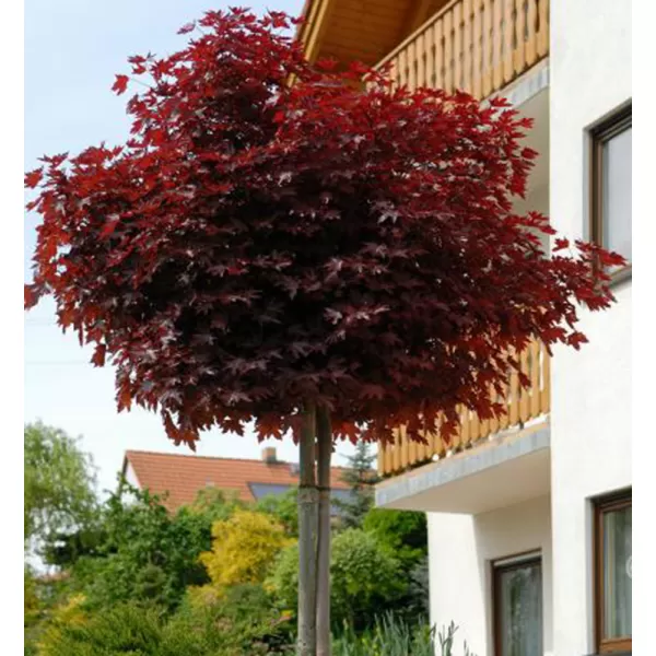 Acer plat. Crimson Sentry km920 C 7,5L