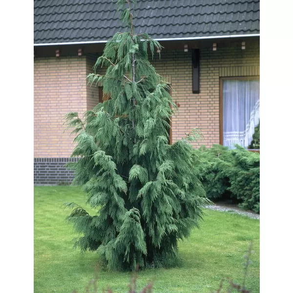 Chamaecyparis nootk. 'Pendula' 40-60 C7,5L