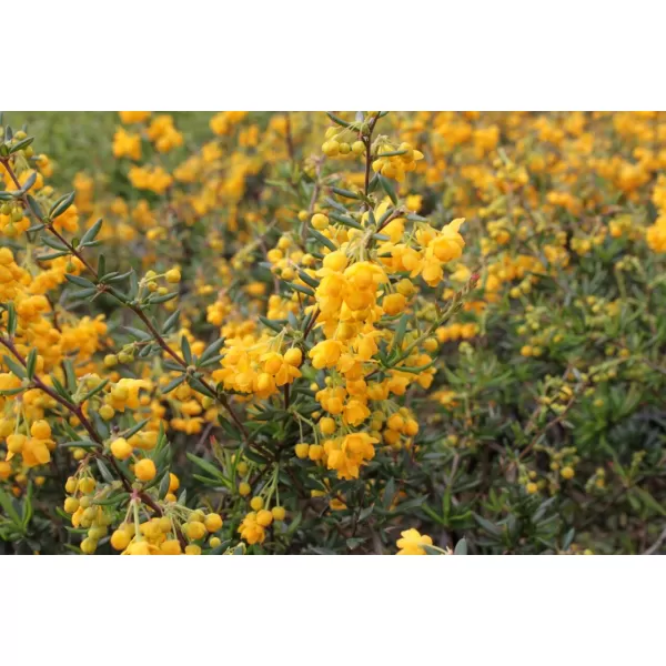 Berberis stenophylla 30-40 C2L