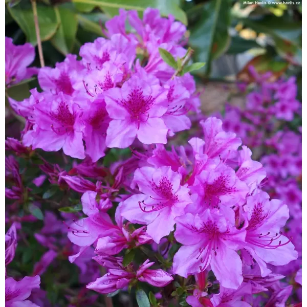 Azalea (J) 'Blue Danube' 20-30 C3L