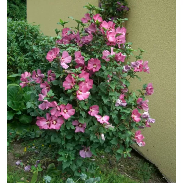 Hibiscus syriacus Woodbridge km.90cm C10L