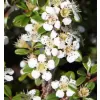 Cotoneaster dammeri C5L