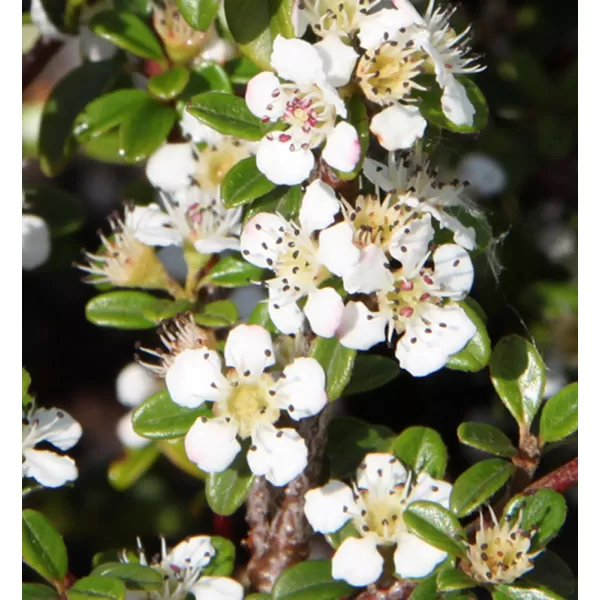 Cotoneaster dammeri C5L