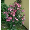 Hibiscus syriacus 'Woodbridge' 40-60 C4L