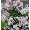 Syringa patula 'Miss Kim' 15-20 C2L