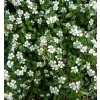 Cotoneaster dammeri C5L
