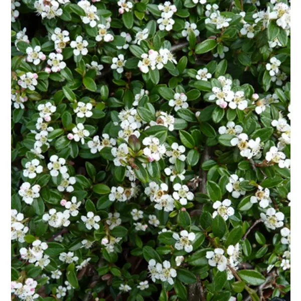 Cotoneaster dammeri C5L
