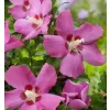 Hibiscus syriacus 'Woodbridge' 40-60 C4L