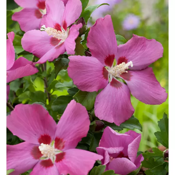 Hibiscus syriacus 'Woodbridge' 40-60 C4L