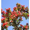 Cotoneaster dammeri C5L