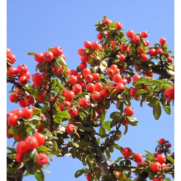 Cotoneaster dammeri C5L