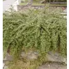 Cotoneaster dammeri C5L