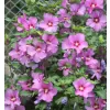 Hibiscus syriacus 'Woodbridge' 40-60 C4L