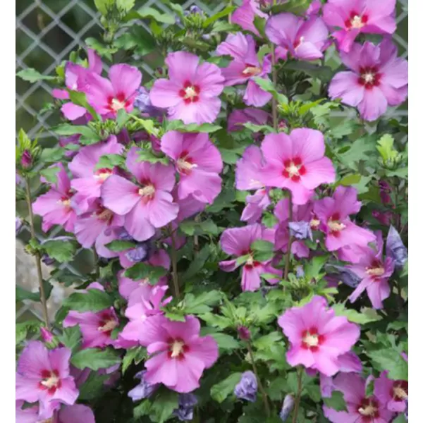 Hibiscus syriacus 'Woodbridge' 40-60 C4L