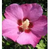 Hibiscus syriacus 'Woodbridge' 40-60 C4L