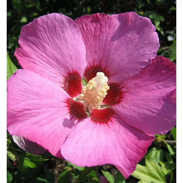 Hibiscus syriacus 'Woodbridge' 40-60 C4L