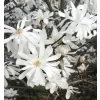 Magnolia stellata 'Royal Star' 40-60 C4L