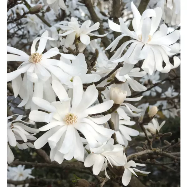 Magnolia stellata 'Royal Star' 40-60 C4L