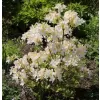 Azalea (KH) 'Persil' 30-40 cm VKR3L