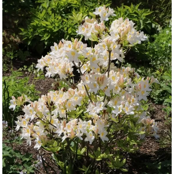 Azalea (KH) 'Persil' 30-40 cm VKR3L